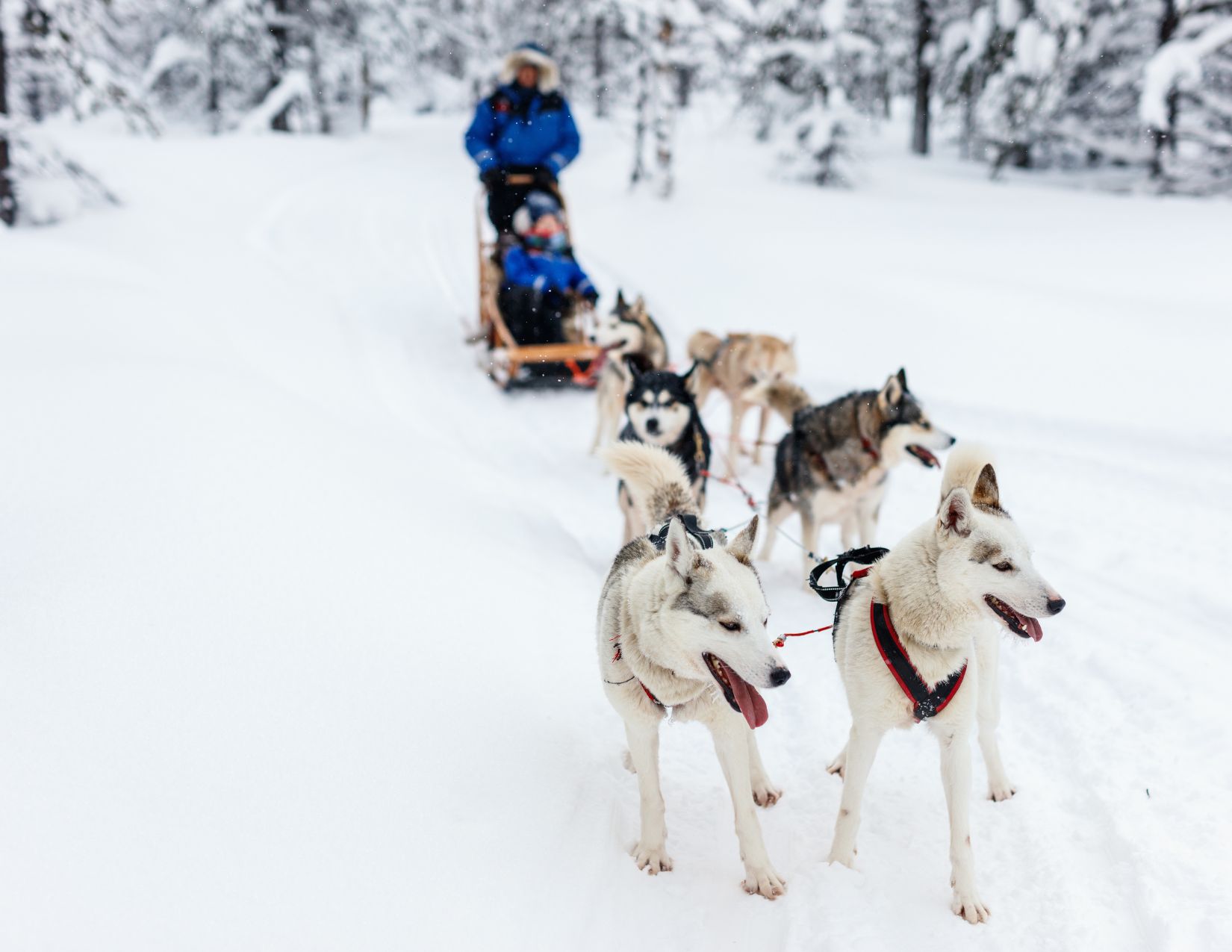 Saariselkä e il Cuore della Lapponia: Avventura oltre il Circolo Polare 5