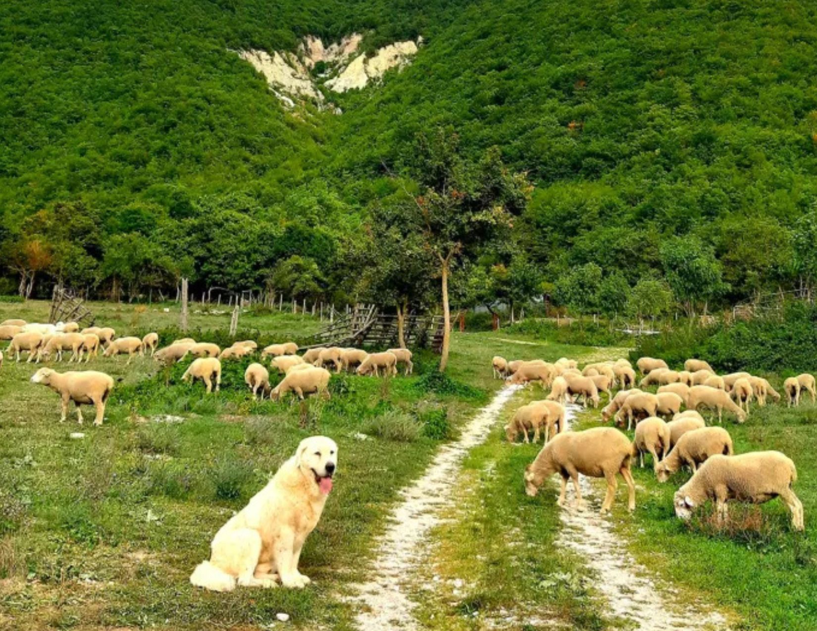Weekend Verde sui Monti Sibillini: Esperienze autentiche, Tradizioni e la Fioritura di Castelluccio 8