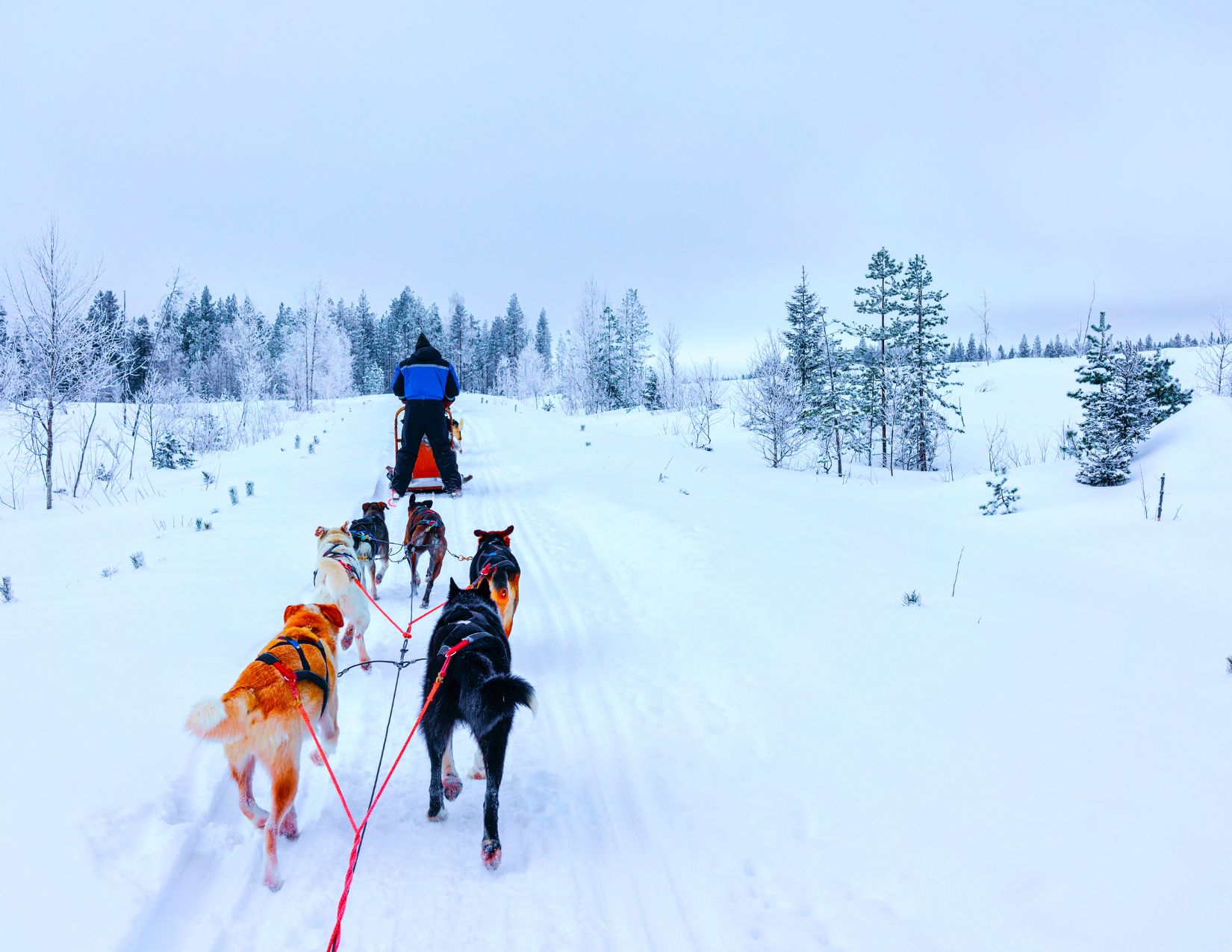 Lapponia Finlandese: La magia dell'aurora boreale di Rovaniemi 4