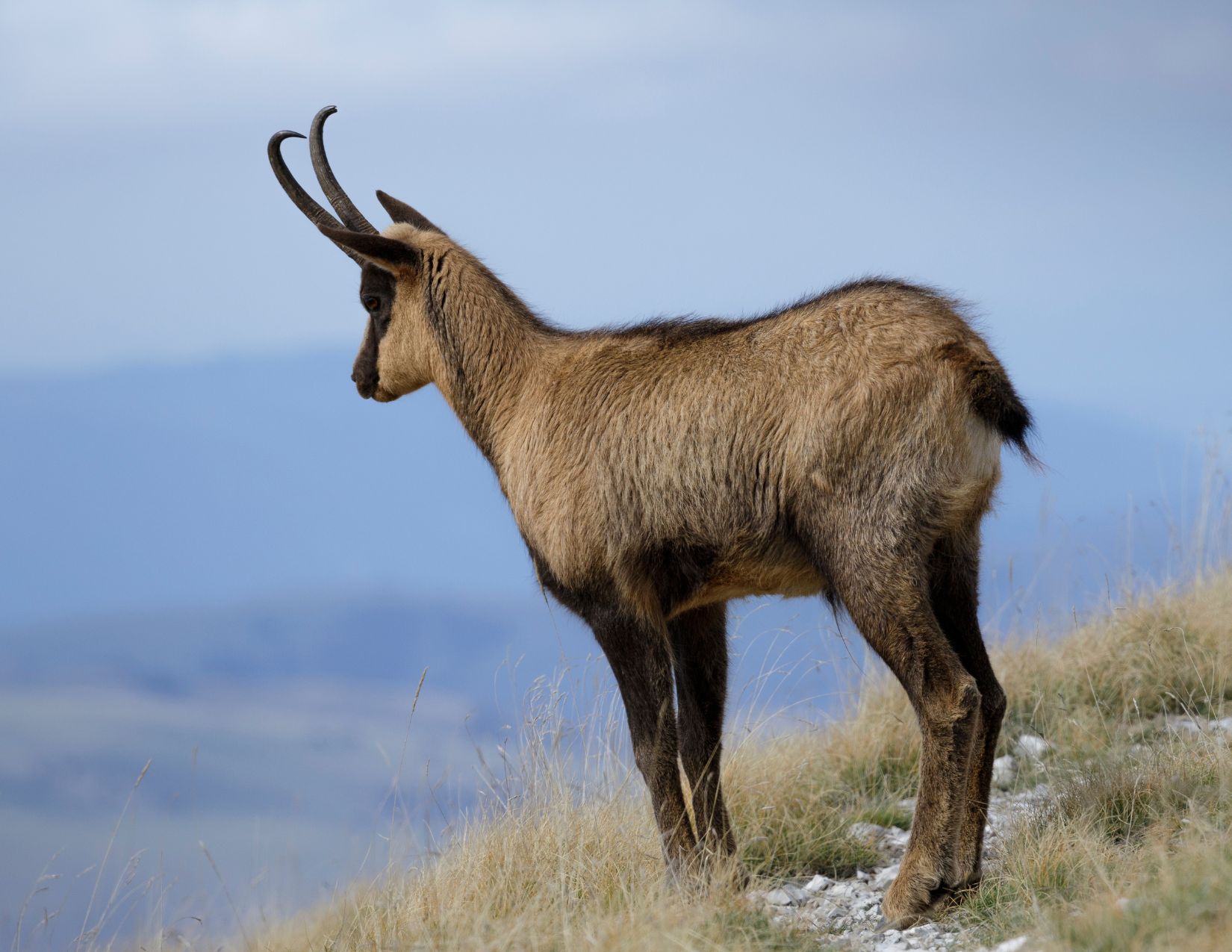 Weekend Verde sui Monti Sibillini: Esperienze autentiche, Tradizioni e la Fioritura di Castelluccio 6