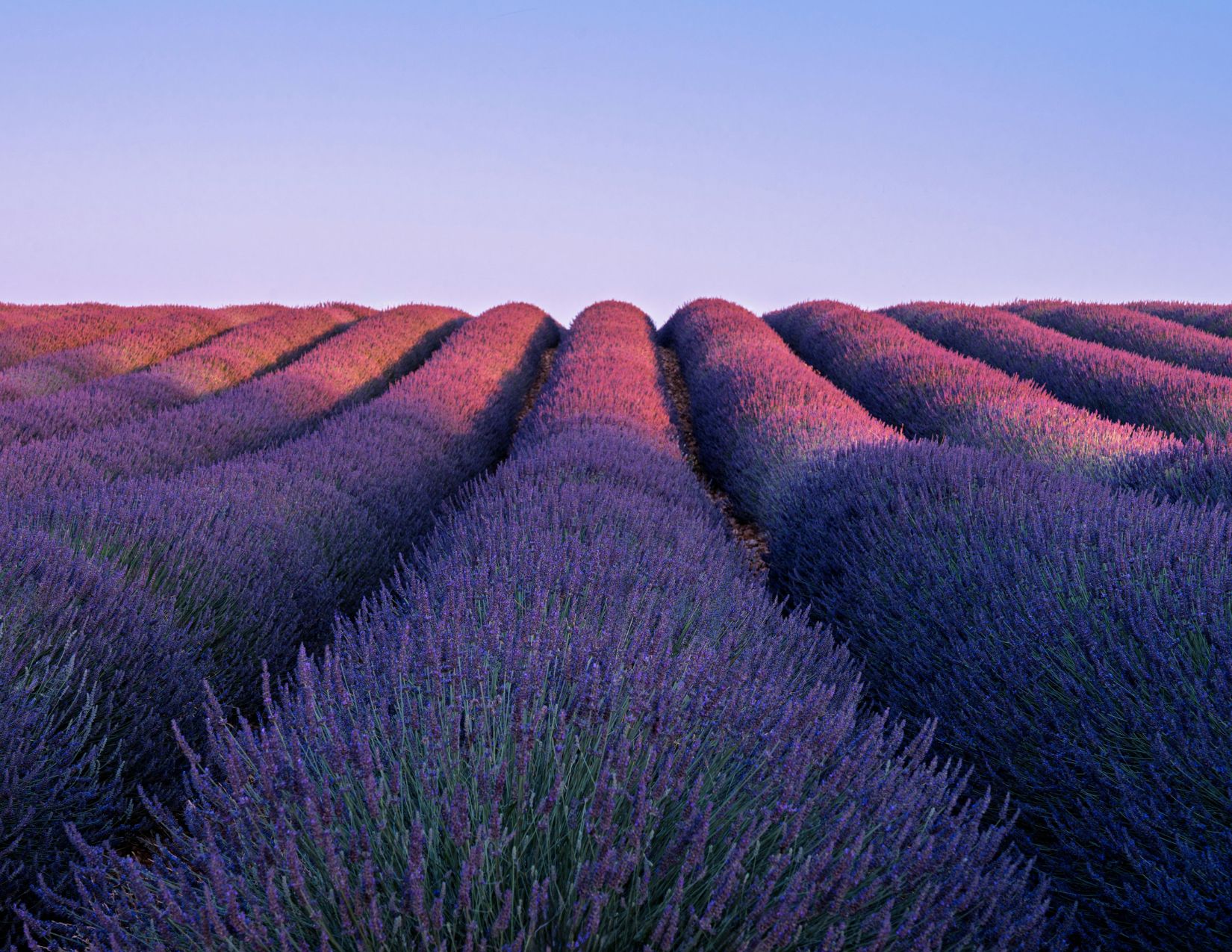 Profumo di Provenza : tra Lavanda e Borghi 22