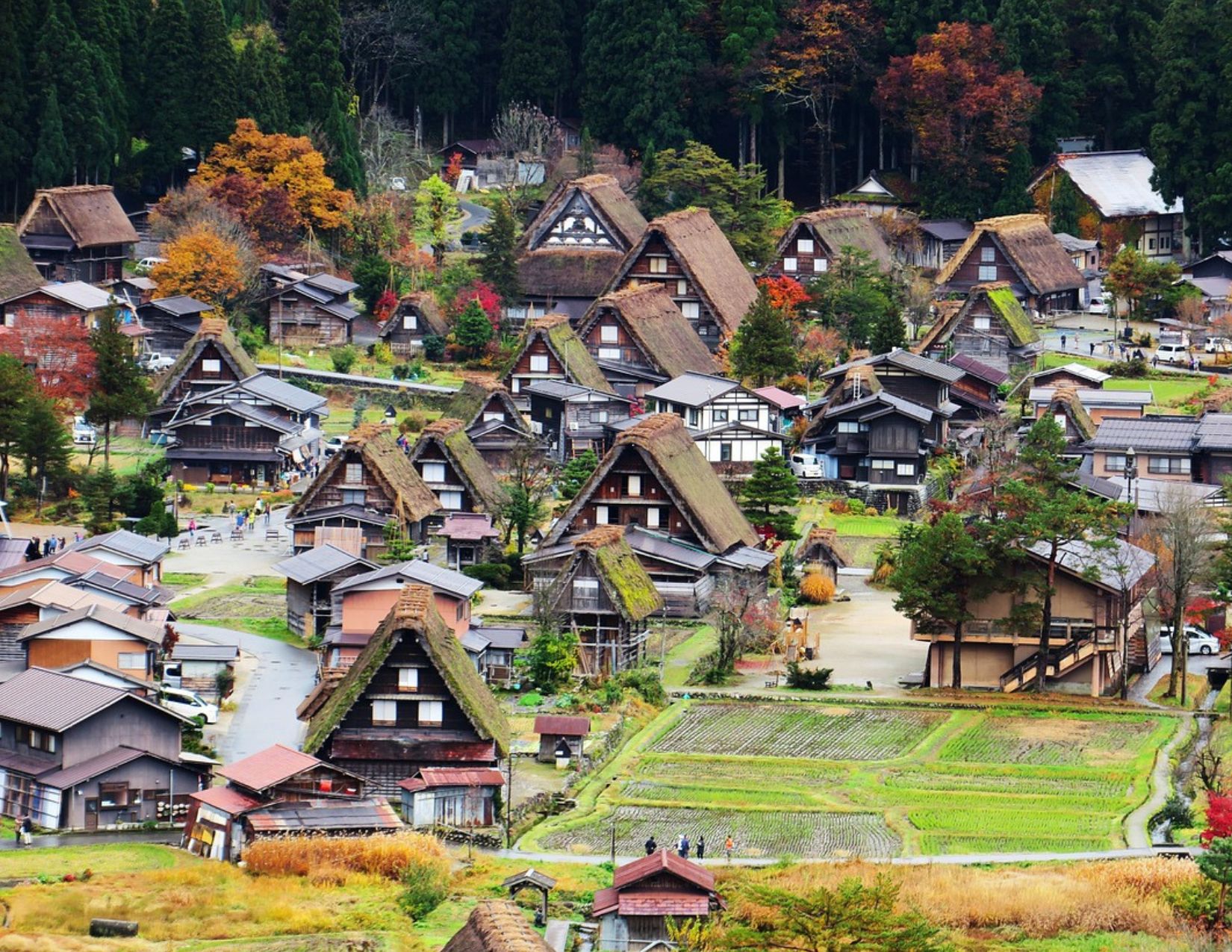 Tour Giappone Rosso Autunno: Esperienze autentiche tra templi, città e il Festival delle Lanterne 5