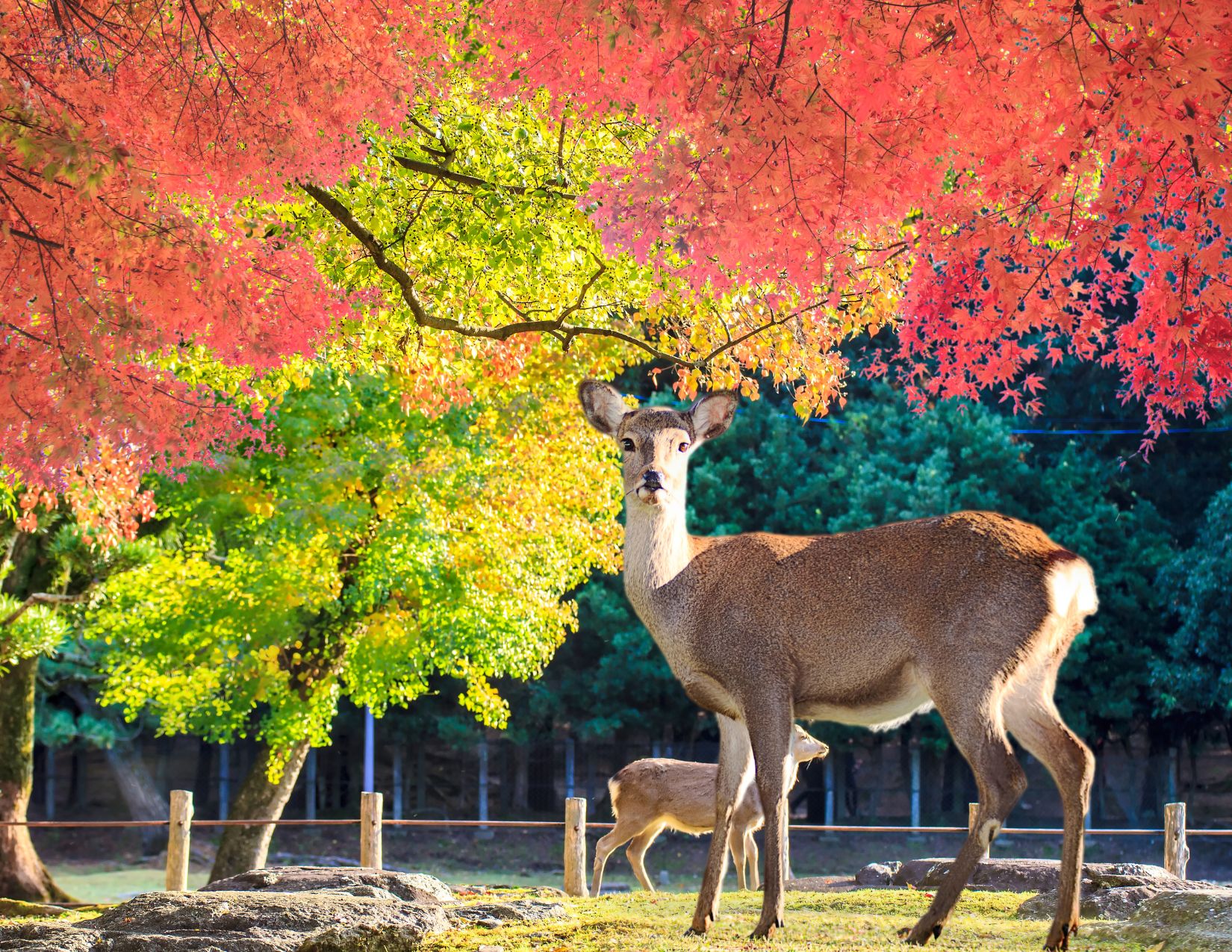 Tour Giappone Rosso Autunno: Esperienze autentiche tra templi, città e il Festival delle Lanterne 26