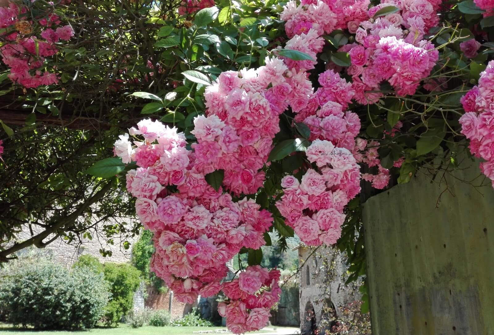 La Festa della Mamma al Giardino di Ninfa & il Borgo di Sermoneta 7