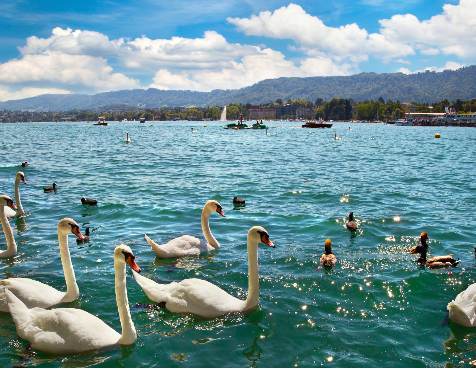 Gran Tour della Foresta Nera: Meraviglie dall'Alsazia alla Svizzera 22