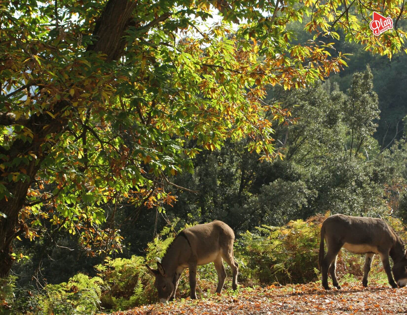 Tour della Corsica: L'Isola della Bellezza tra Profumi di Macchia e Mare Cristallino 4