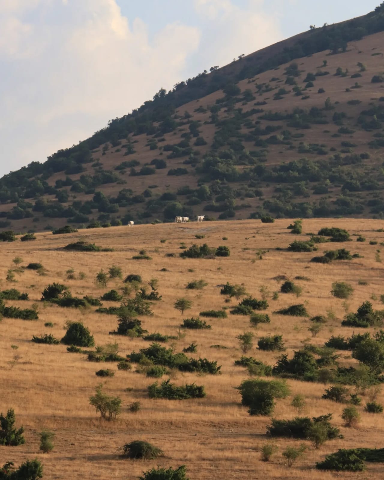 Weekend Verde sui Monti Sibillini: Esperienze autentiche, Tradizioni e la Fioritura di Castelluccio 13