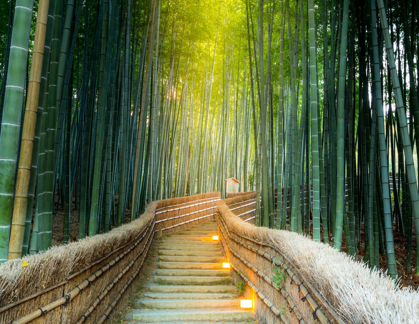 Tour Giappone Rosso Autunno: Esperienze autentiche tra templi, città e il Festival delle Lanterne 21