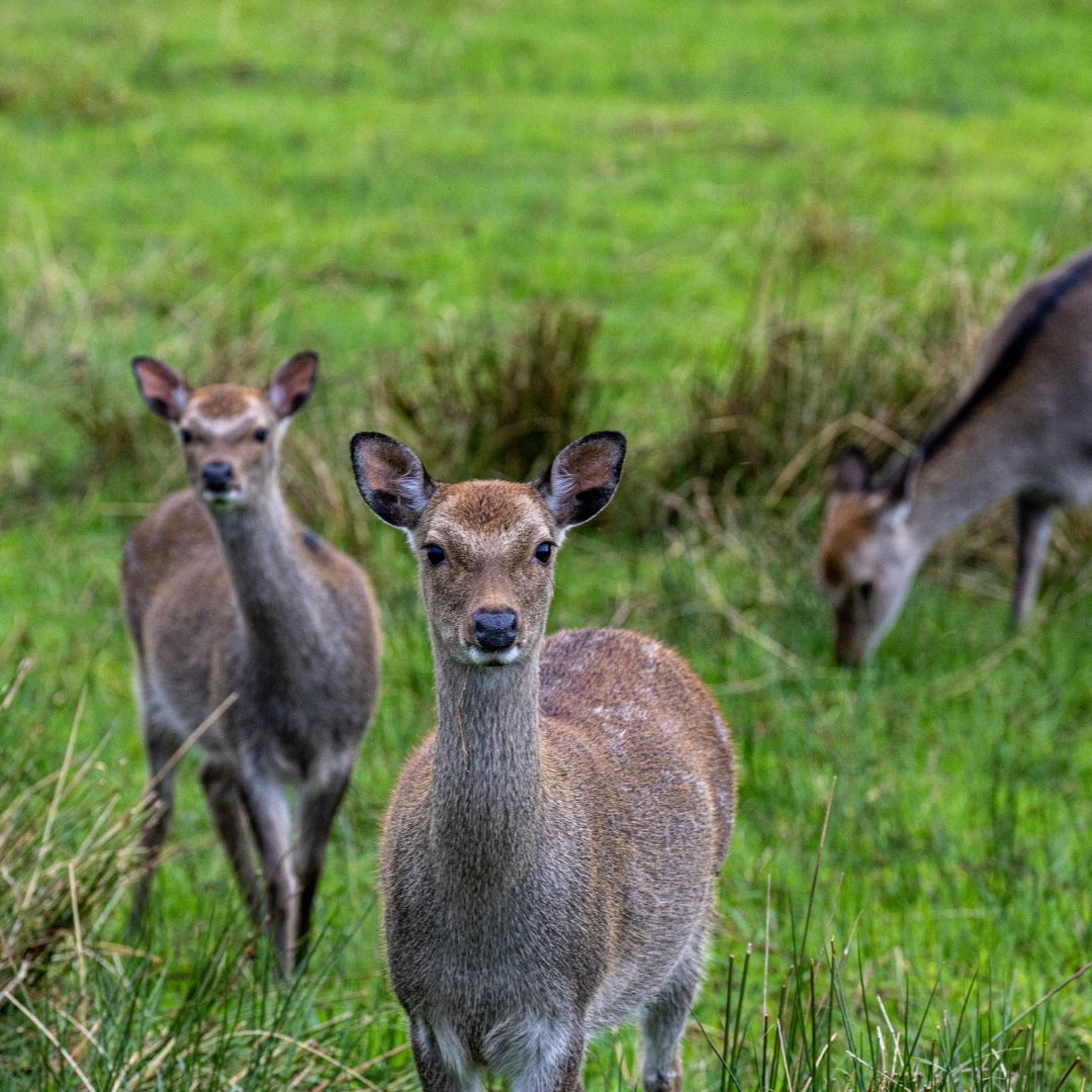 Tour dell'Irlanda: Leggende e paesaggi da Dublino al Connemara 31