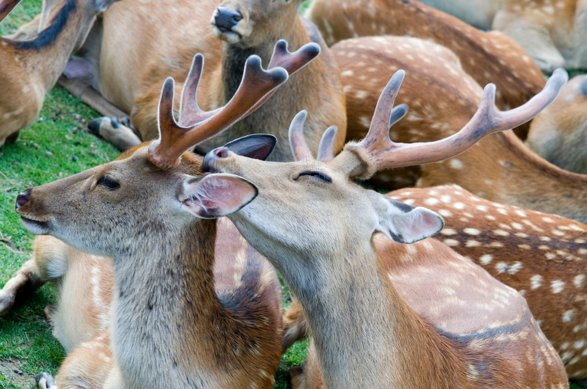 Tour Giappone Rosso Autunno: Esperienze autentiche tra templi, città e il Festival delle Lanterne 23