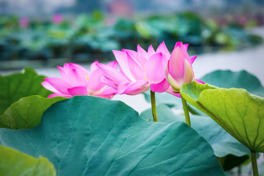 Luglio sorprendente: la fioritura del loto sul Mincio 8