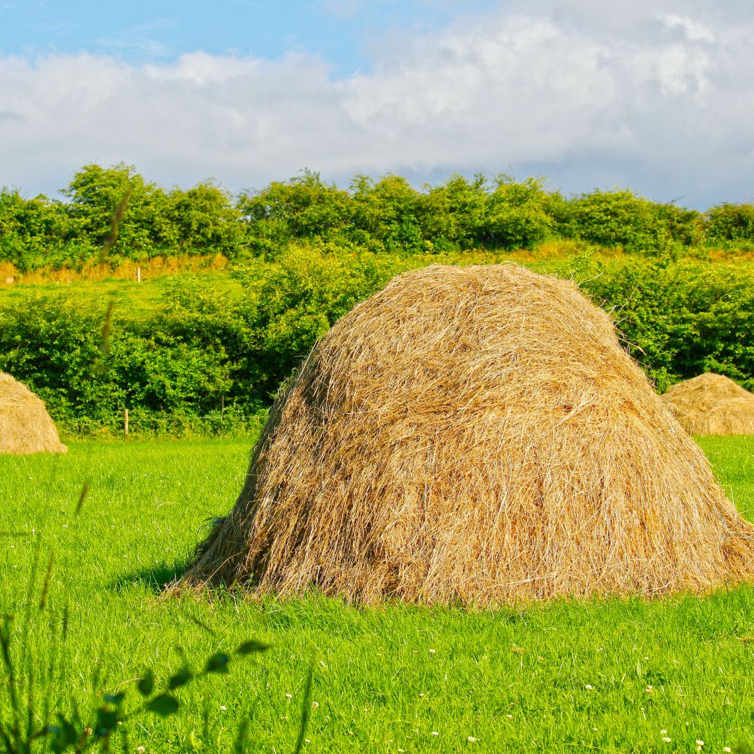 Tour dell'Irlanda: Leggende e paesaggi da Dublino al Connemara 21