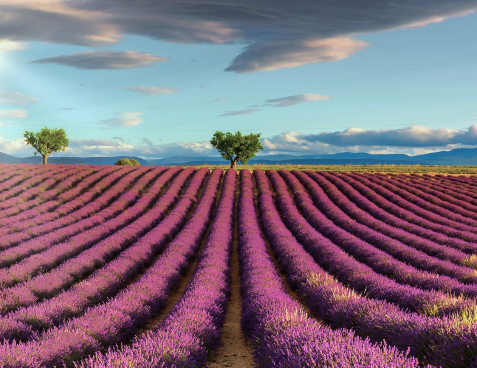 Respira l'Umbria: lavanda in fiore ad Assisi e magia medievale a Bevagna 12